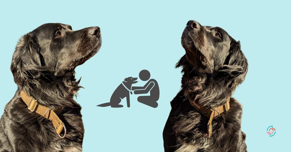 Fettleder Schlupfhalsband Hund – Vorteile und richtige Passform
