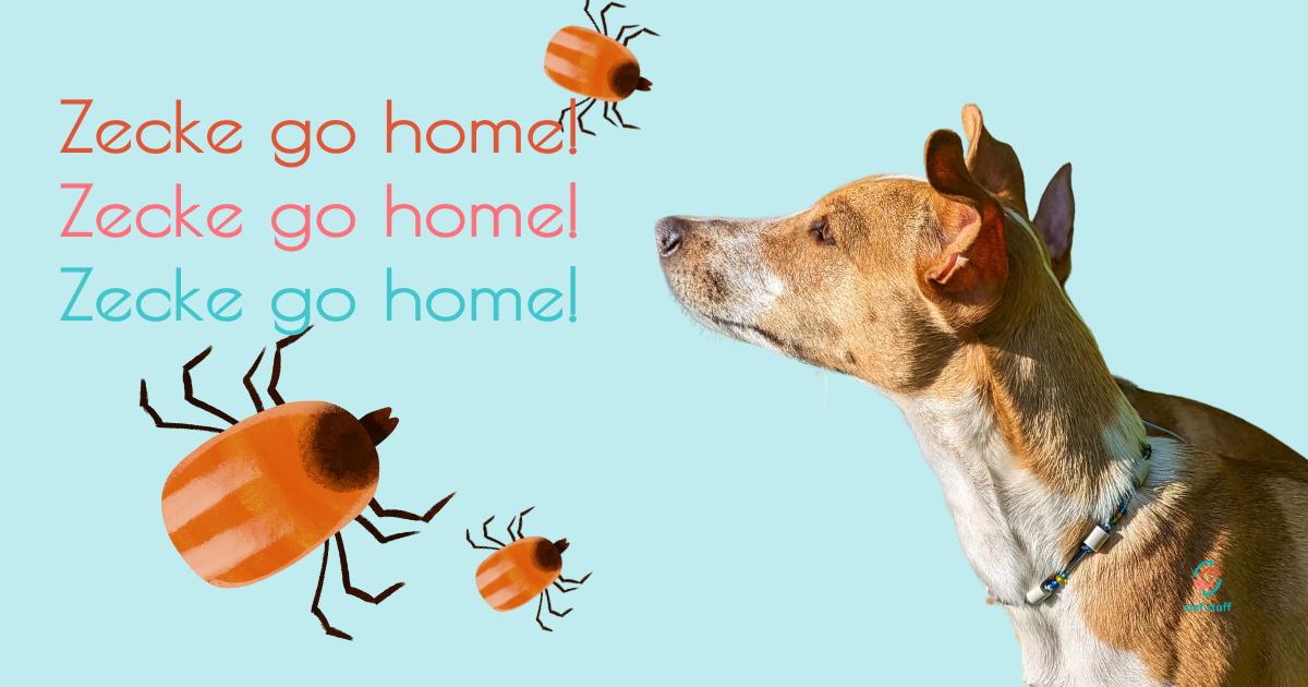 Zeckenschutz beim Hund – was wirklich hilft (und was nicht)