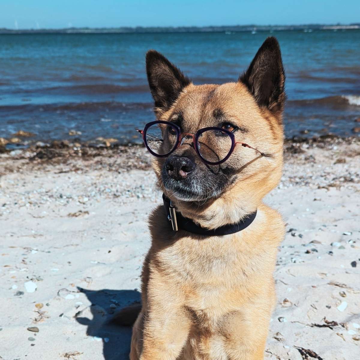 Hund mit Brille sitzt am Strand vor dem Meer und trägt ein schwarzes Halsband.