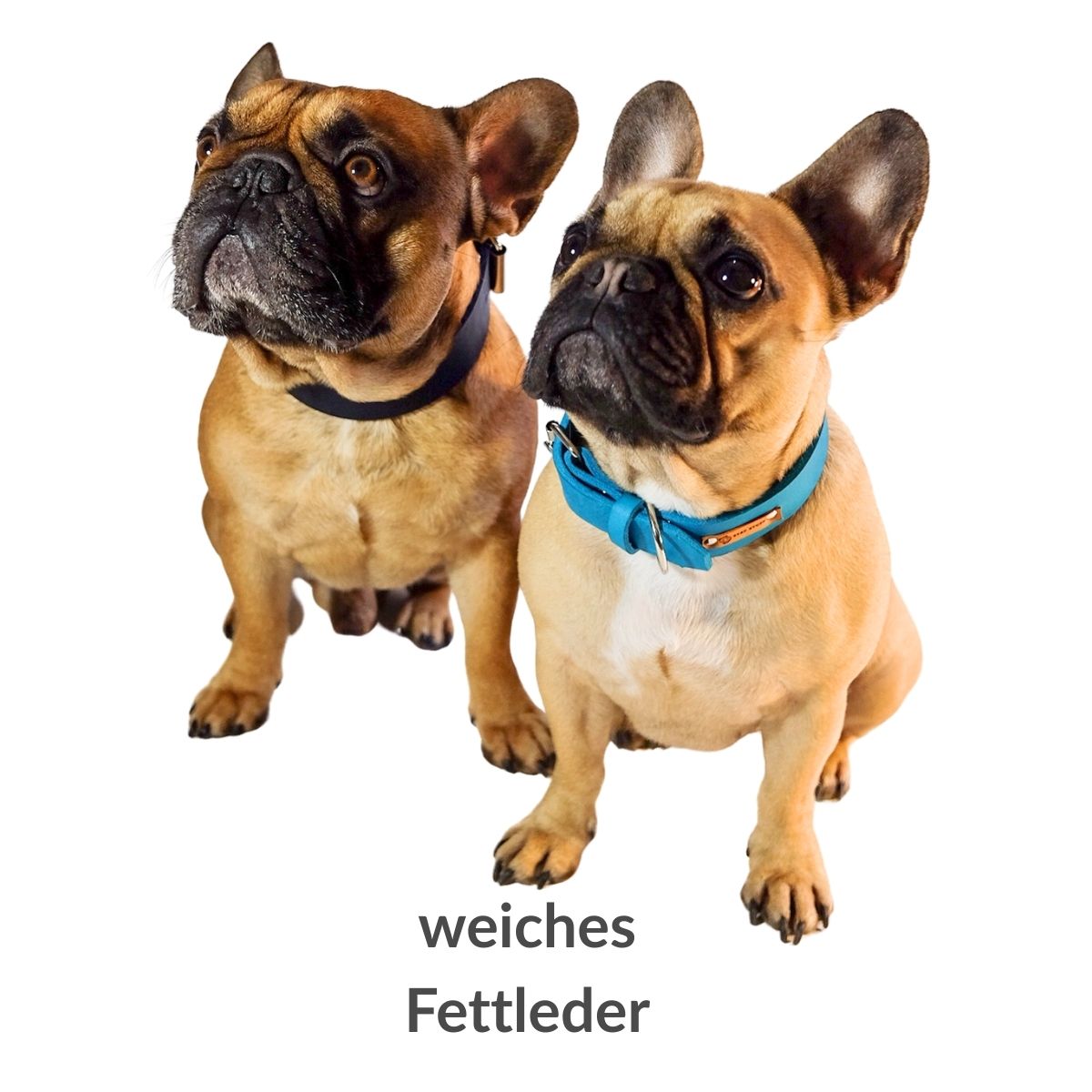 Fettleder-Halsband "Pure" - für kleine Hunde (Halsumfang 25 - 35 cm)