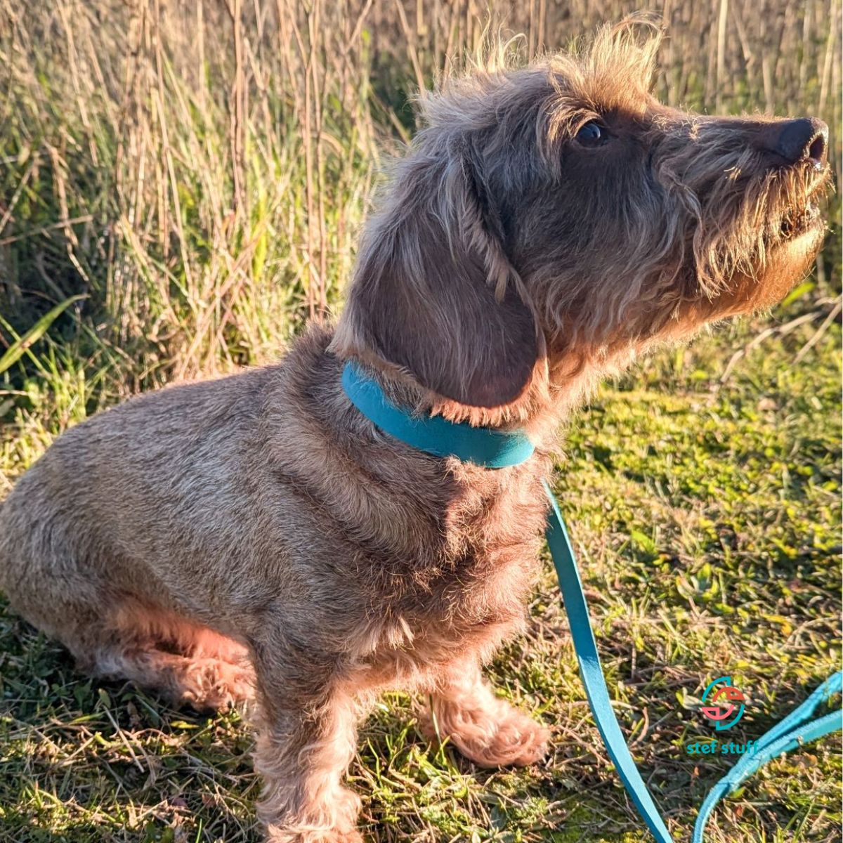 Fettleder-Halsband "Pure" - für kleine Hunde (Halsumfang 25 - 35 cm)