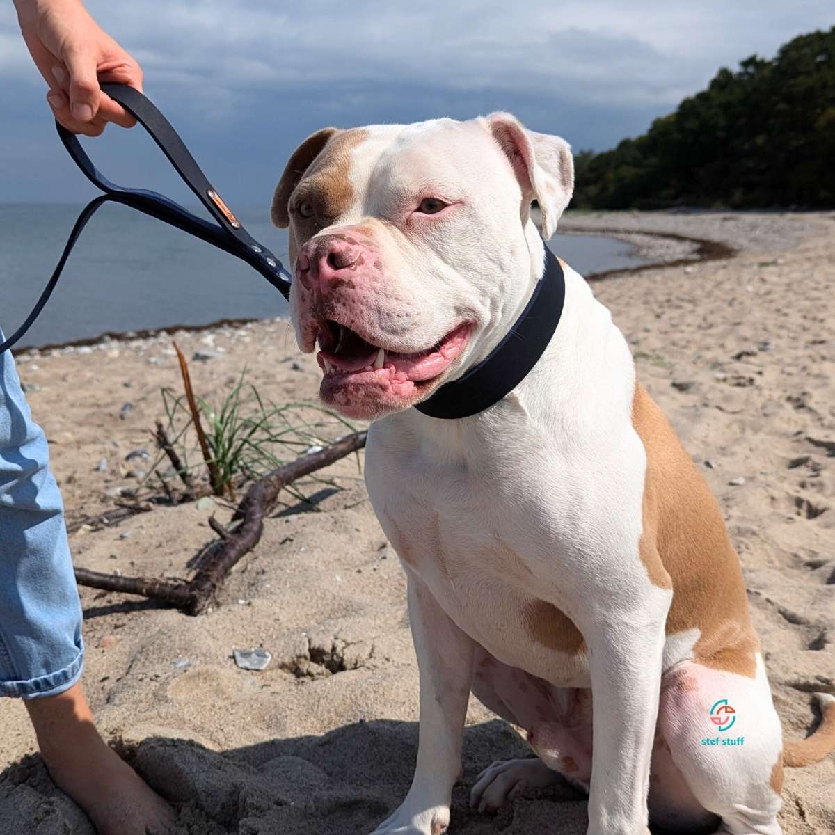 Fettleder-Halsband "Pure" - für große Hunde (Halsumfang 40 - 50 cm)