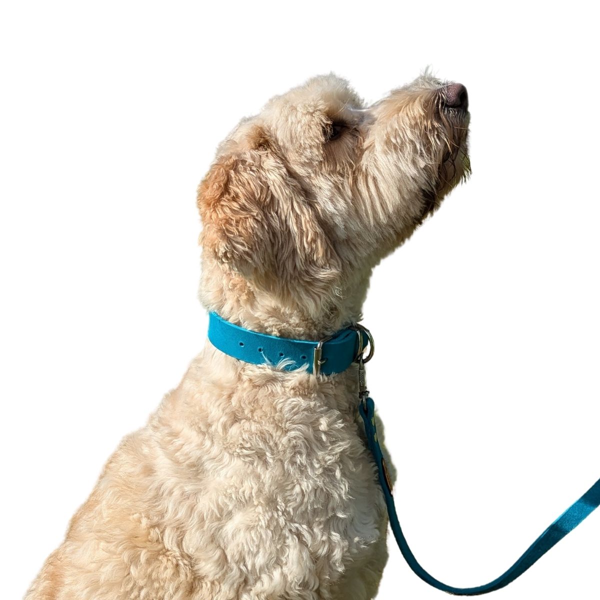 Fettleder-Halsband "Pure" - für große Hunde (Halsumfang 40 - 50 cm)