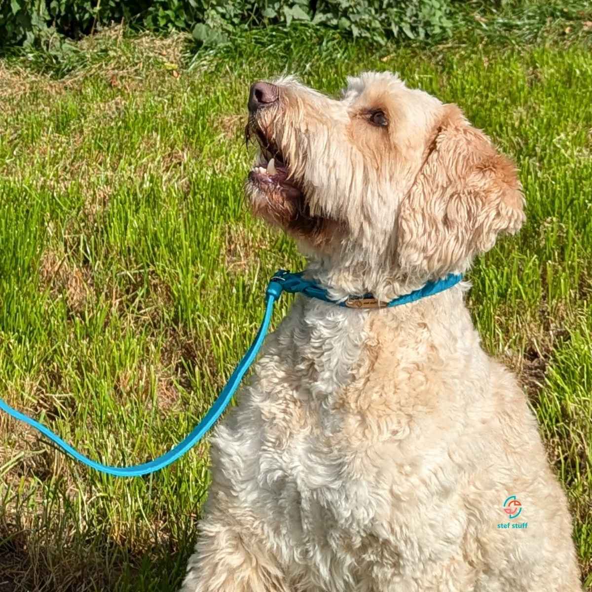 Retrieverleine Fettleder "Pure" mit Zugstopp